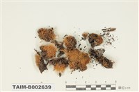 藏品(曲尾苔科)的圖片